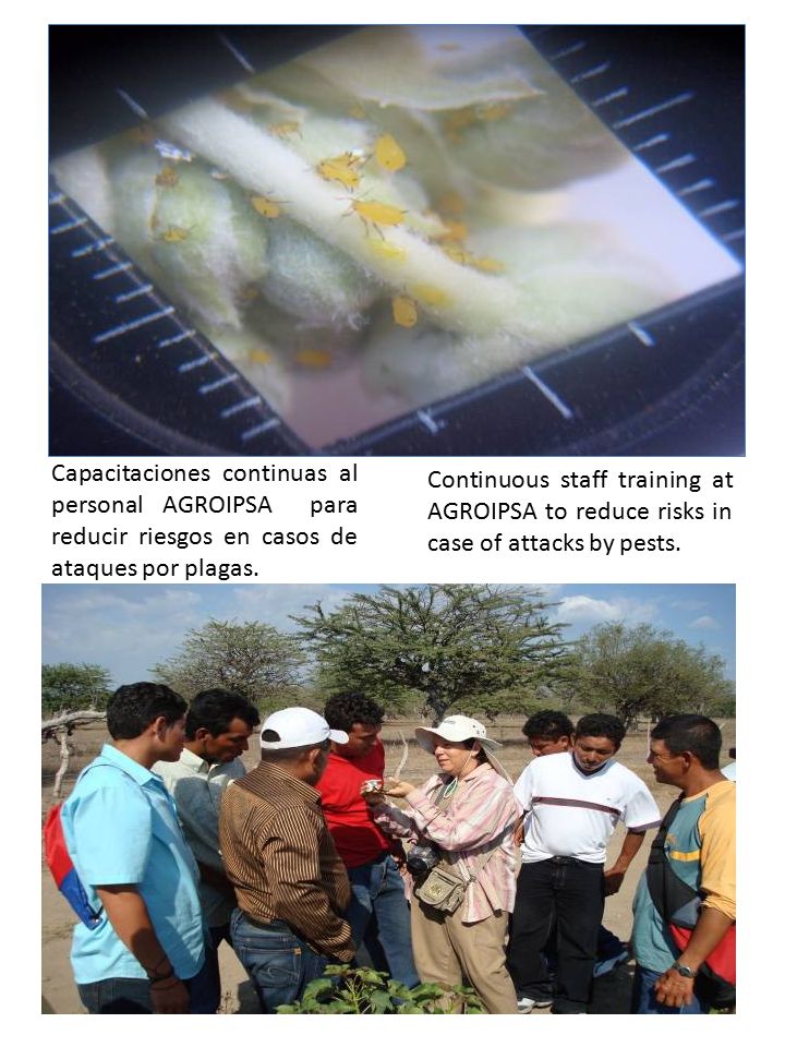 Capacitaciones continuas al personal AGROIPSA para reducir riesgos en casos de ataques por plagas.