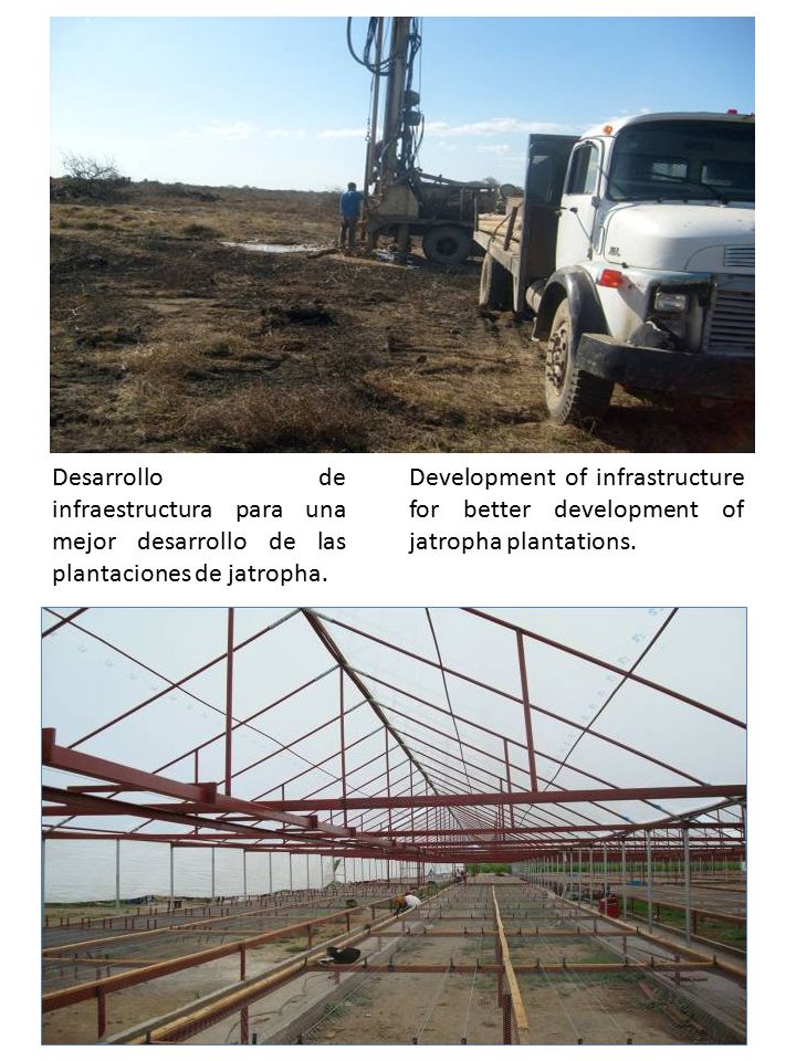 Desarrollo de infraestructura para una mejor desarrollo de las plantaciones de jatropha.