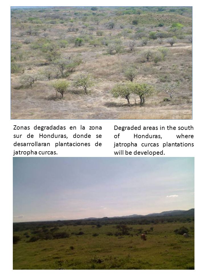 Zonas degradadas en la zona sur de Honduras, donde se desarrollaran plantaciones de jatropha curcas.
