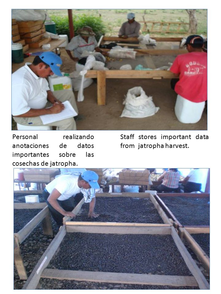 Personal realizando anotaciones de datos importantes sobre las cosechas de jatropha.
