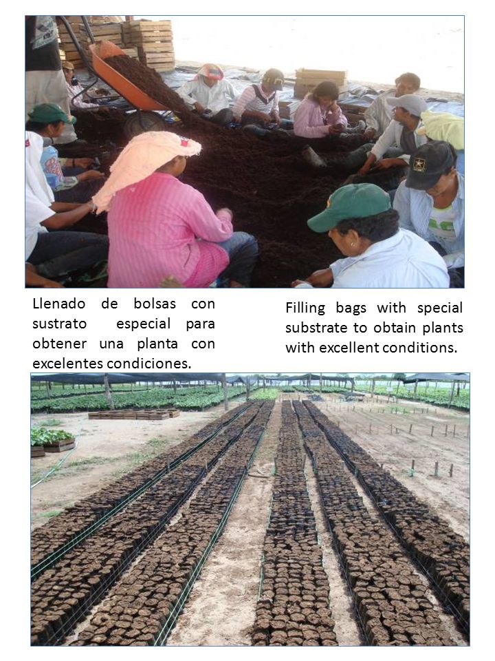 Llenado de bolsas con sustrato especial para obtener una planta con excelentes condiciones.