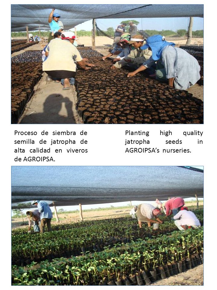 Proceso de siembra de semilla de jatropha de alta calidad en viveros de AGROIPSA.