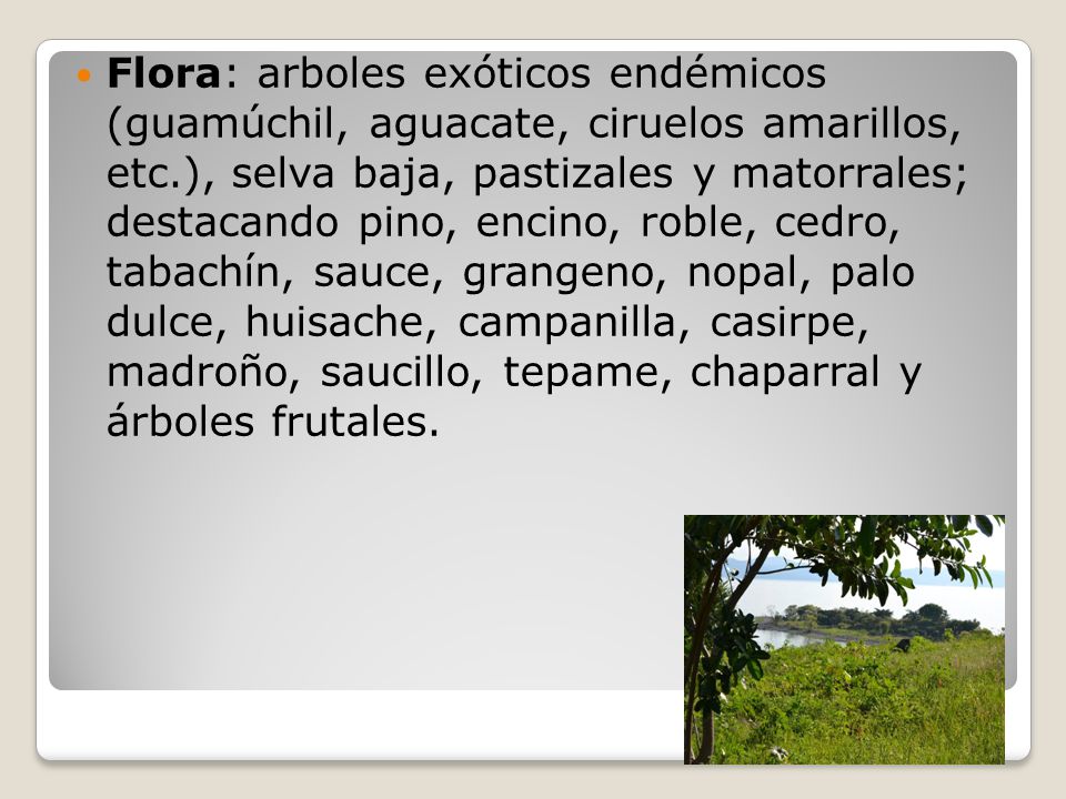 Flora: arboles exóticos endémicos (guamúchil, aguacate, ciruelos amarillos, etc.), selva baja, pastizales y matorrales; destacando pino, encino, roble, cedro, tabachín, sauce, grangeno, nopal, palo dulce, huisache, campanilla, casirpe, madroño, saucillo, tepame, chaparral y árboles frutales.
