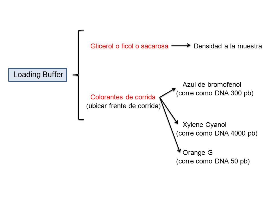 Loading Buffer Glicerol o ficol o sacarosa Densidad a la muestra