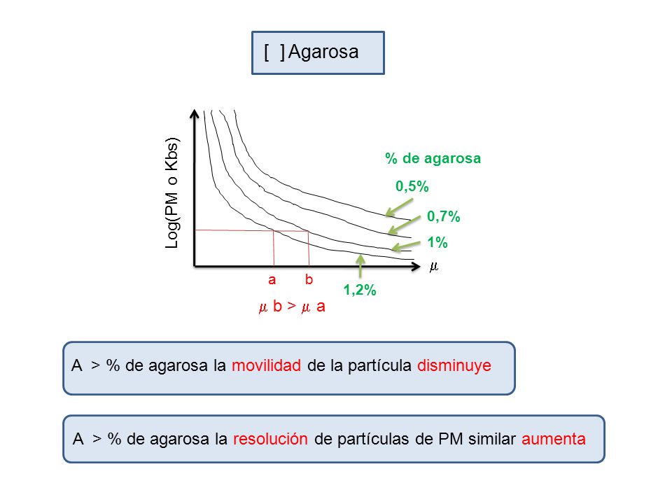 [ ] Agarosa Log(PM o Kbs) m m b > m a