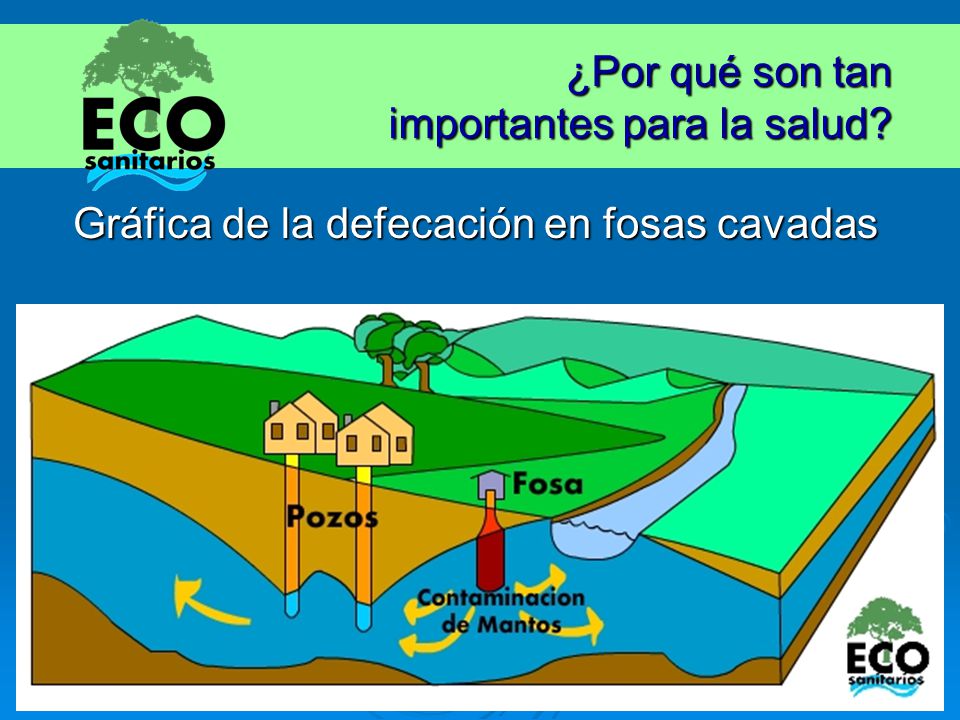 ¿Por qué son tan importantes para la salud