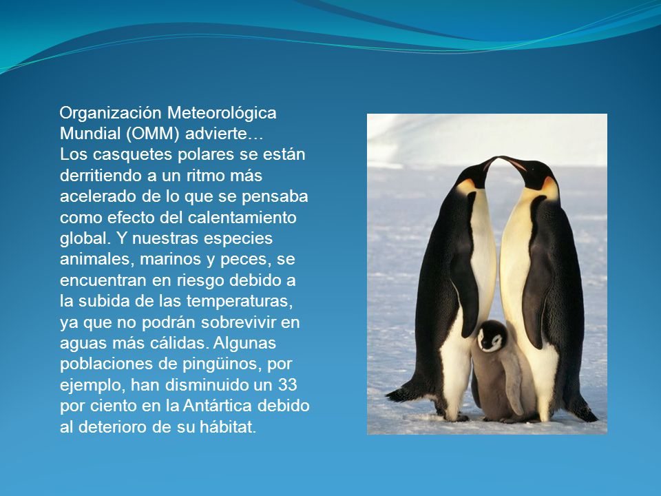 Organización Meteorológica Mundial (OMM) advierte… Los casquetes polares se están derritiendo a un ritmo más acelerado de lo que se pensaba como efecto del calentamiento global.