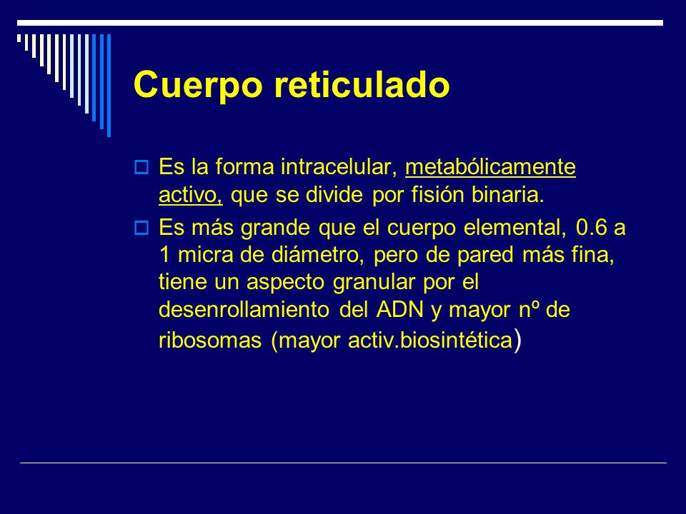 Cuerpo reticulado Es la forma intracelular, metabólicamente activo, que se divide por fisión binaria.