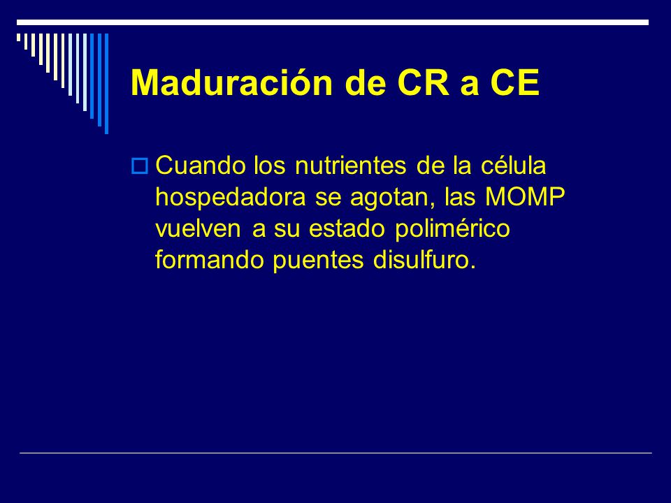 Maduración de CR a CE Cuando los nutrientes de la célula hospedadora se agotan, las MOMP vuelven a su estado polimérico formando puentes disulfuro.