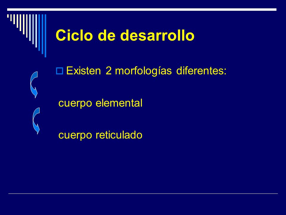 Ciclo de desarrollo Existen 2 morfologías diferentes: cuerpo elemental