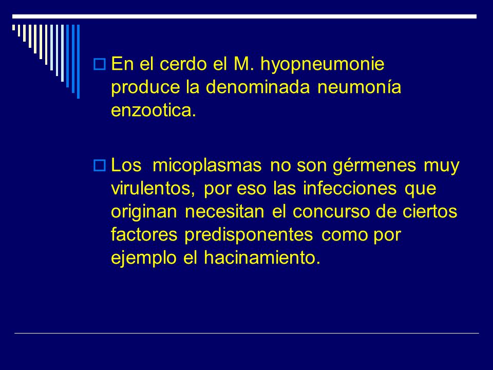 En el cerdo el M. hyopneumonie produce la denominada neumonía enzootica.
