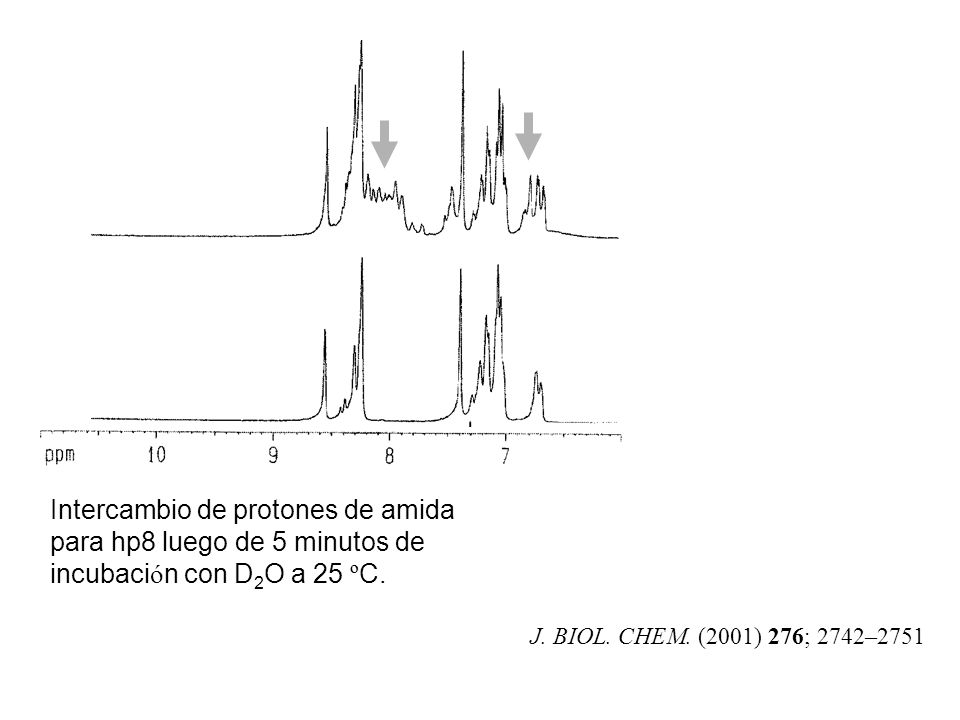 Intercambio de protones de amida para hp8 luego de 5 minutos de incubación con D2O a 25 ºC.