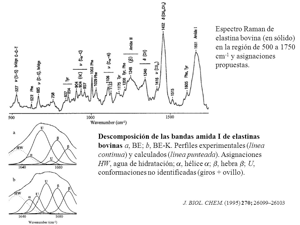 Espectro Raman de elastina bovina (en sólido) en la región de 500 a 1750 cm-1 y asignaciones propuestas.