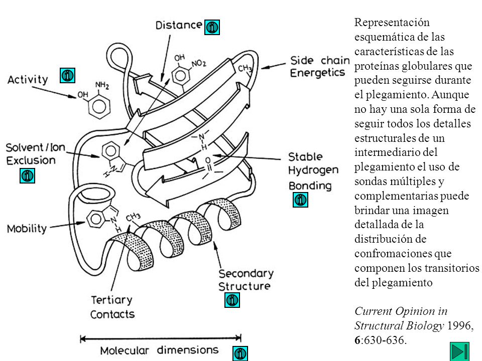 Representación esquemática de las características de las proteínas globulares que pueden seguirse durante el plegamiento. Aunque no hay una sola forma de seguir todos los detalles estructurales de un intermediario del plegamiento el uso de sondas múltiples y complementarias puede brindar una imagen detallada de la distribución de confromaciones que componen los transitorios del plegamiento