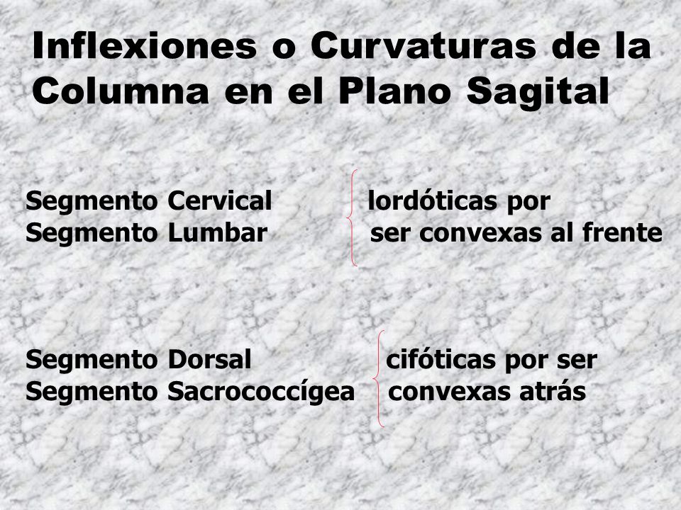 Inflexiones o Curvaturas de la Columna en el Plano Sagital