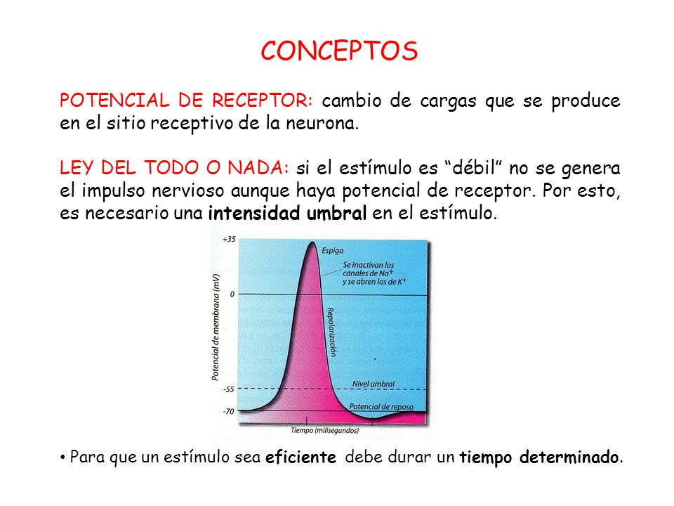 CONCEPTOS POTENCIAL DE RECEPTOR: cambio de cargas que se produce en el sitio receptivo de la neurona.