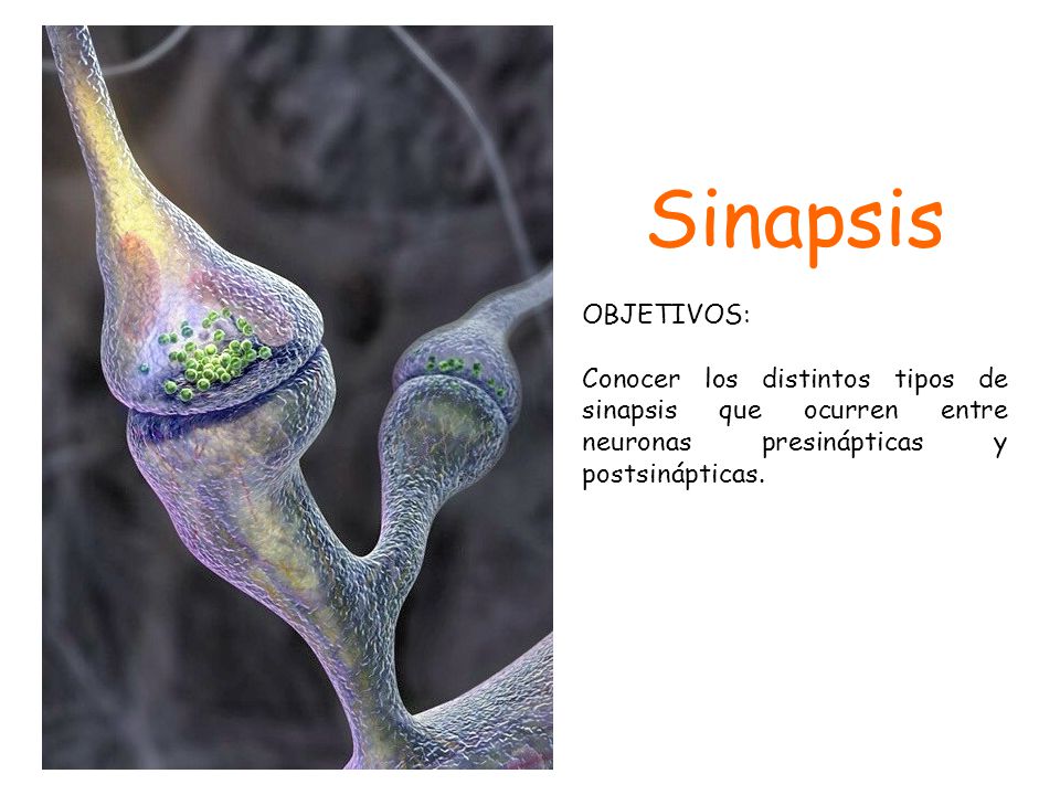 Sinapsis OBJETIVOS: Conocer los distintos tipos de sinapsis que ocurren entre neuronas presinápticas y postsinápticas.