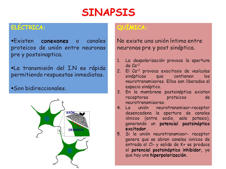 SINAPSIS ELÉCTRICA: Existen conexones o canales proteicos de unión entre neuronas pre y postsinaptica.