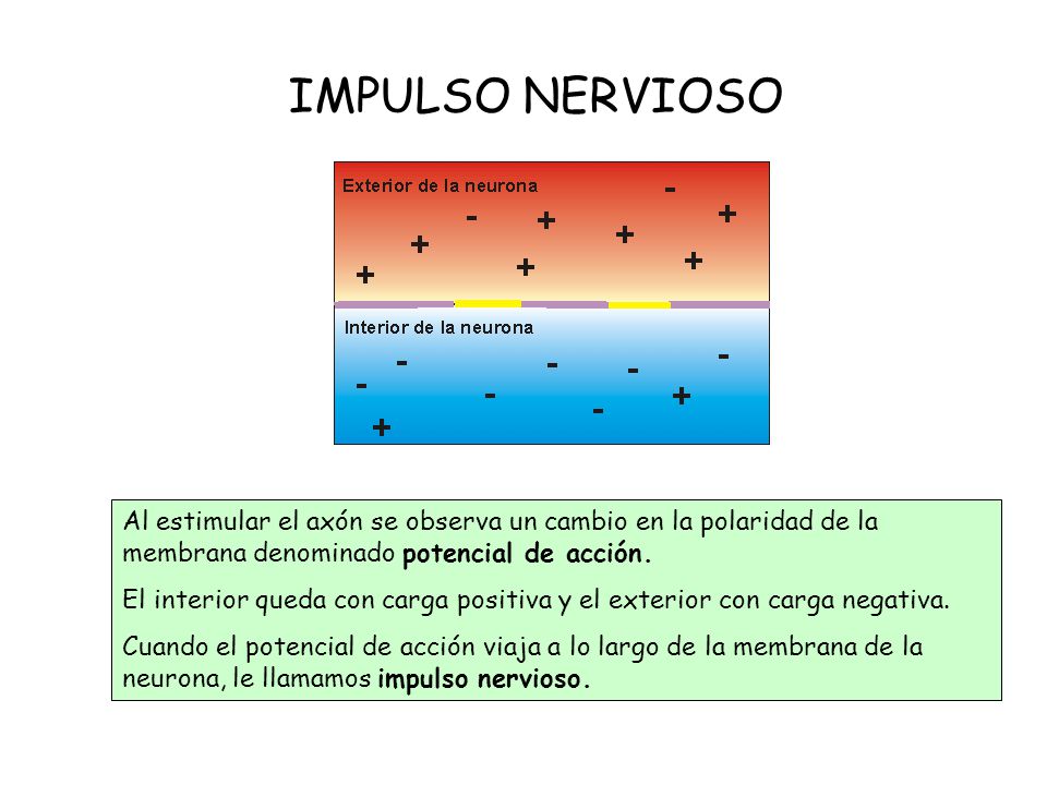 IMPULSO NERVIOSO Al estimular el axón se observa un cambio en la polaridad de la membrana denominado potencial de acción.
