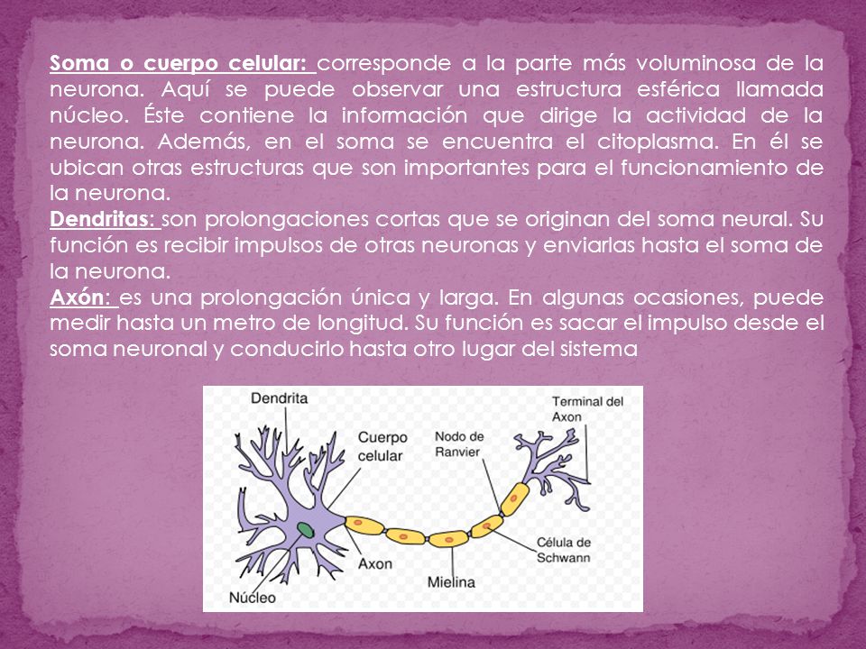 Soma o cuerpo celular: corresponde a la parte más voluminosa de la neurona. Aquí se puede observar una estructura esférica llamada núcleo. Éste contiene la información que dirige la actividad de la neurona. Además, en el soma se encuentra el citoplasma. En él se ubican otras estructuras que son importantes para el funcionamiento de la neurona.