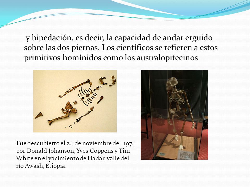 y bipedación, es decir, la capacidad de andar erguido sobre las dos piernas. Los científicos se refieren a estos primitivos homínidos como los australopitecinos