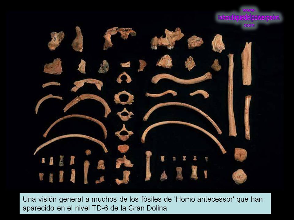 Una visión general a muchos de los fósiles de Homo antecessor que han aparecido en el nivel TD-6 de la Gran Dolina