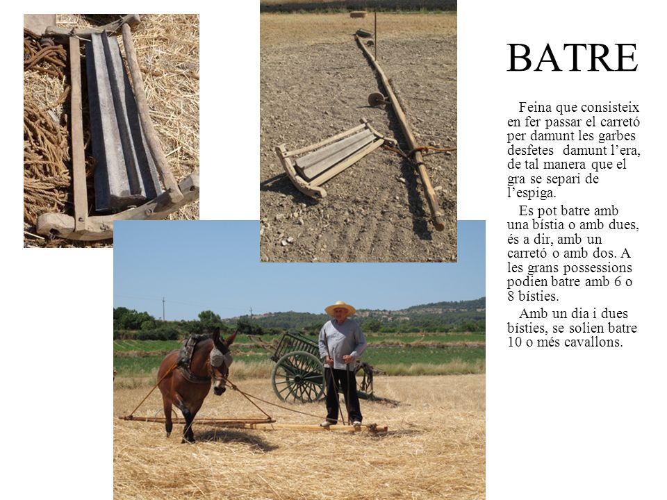 BATRE Feina que consisteix en fer passar el carretó per damunt les garbes desfetes damunt l’era, de tal manera que el gra se separi de l’espiga.
