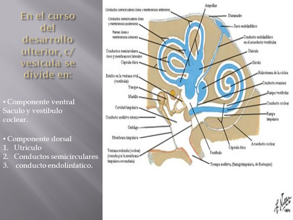 En el curso del desarrollo ulterior, c/ vesicula se divide en: