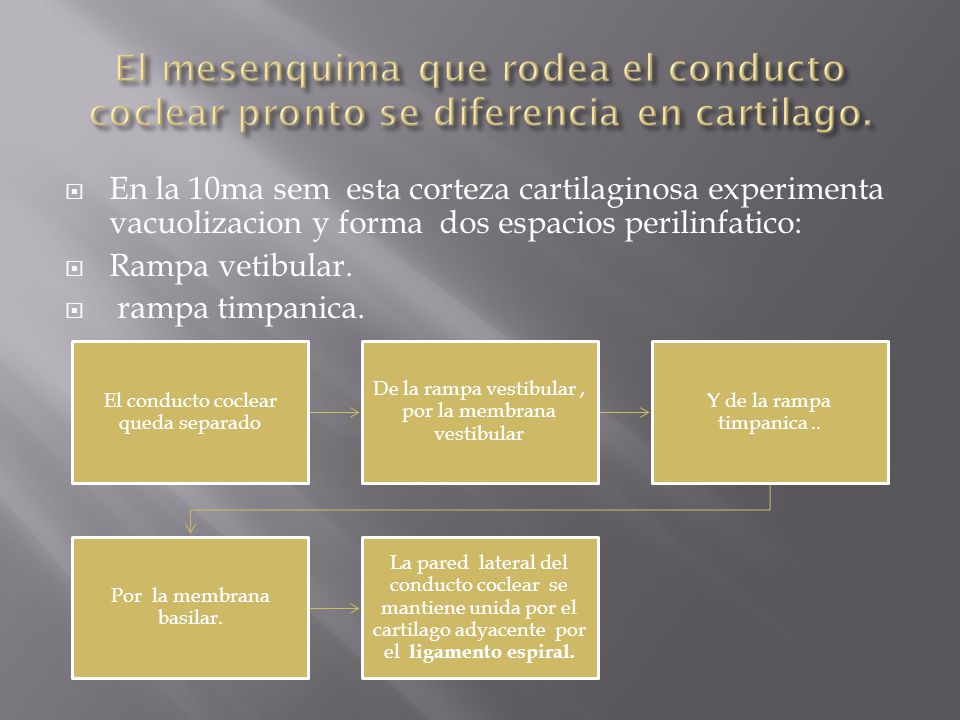 El mesenquima que rodea el conducto coclear pronto se diferencia en cartilago.