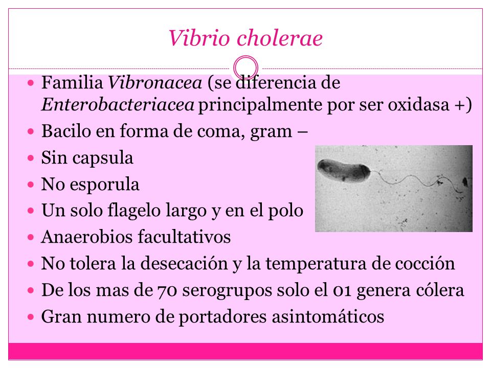 Vibrio cholerae Familia Vibronacea (se diferencia de Enterobacteriacea principalmente por ser oxidasa +)