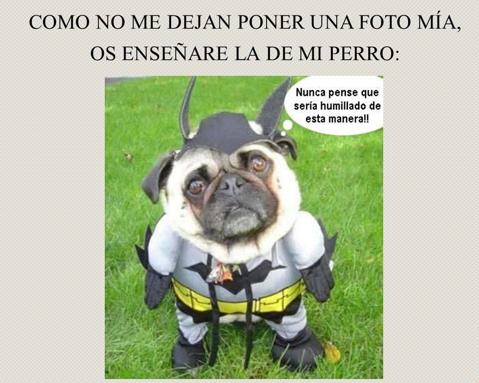 COMO NO ME DEJAN PONER UNA FOTO MÍA, OS ENSEÑARE LA DE MI PERRO: