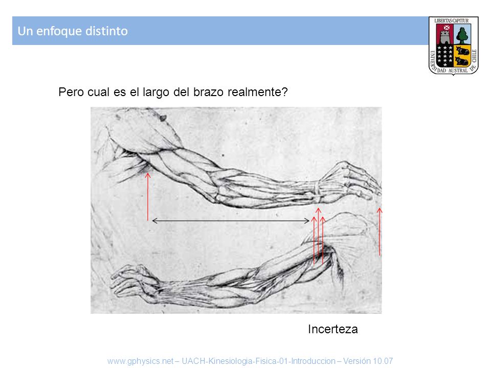 Un enfoque distinto Pero cual es el largo del brazo realmente