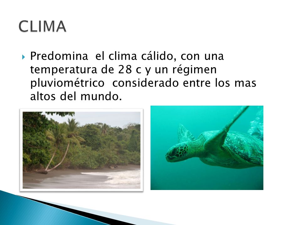 CLIMA Predomina el clima cálido, con una temperatura de 28 c y un régimen pluviométrico considerado entre los mas altos del mundo.
