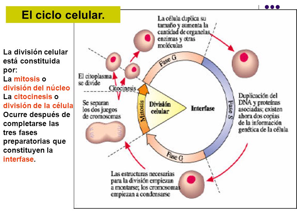 El ciclo celular. La división celular está constituida por: