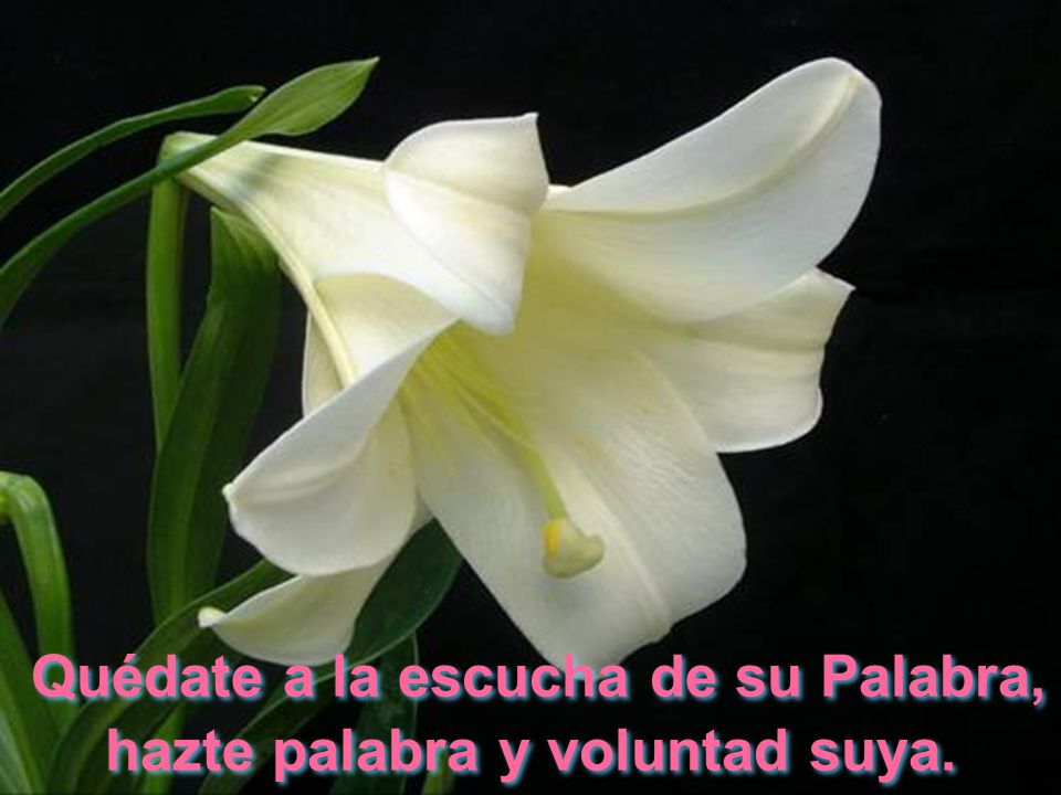 Quédate a la escucha de su Palabra, hazte palabra y voluntad suya.