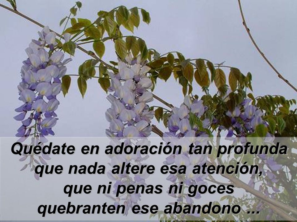 Quédate en adoración tan profunda que nada altere esa atención,