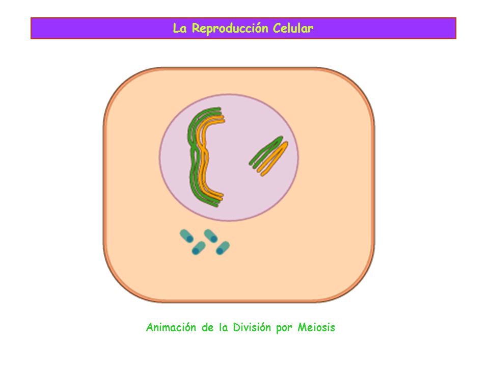 La Reproducción Celular Animación de la División por Meiosis