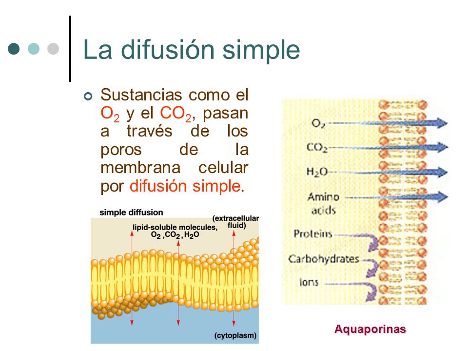 La difusión simple Sustancias como el O2 y el CO2, pasan a través de los poros de la membrana celular por difusión simple.