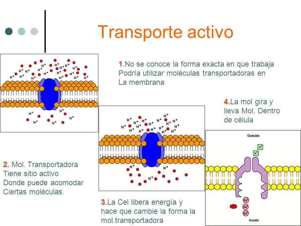 Transporte activo 1.No se conoce la forma exacta en que trabaja