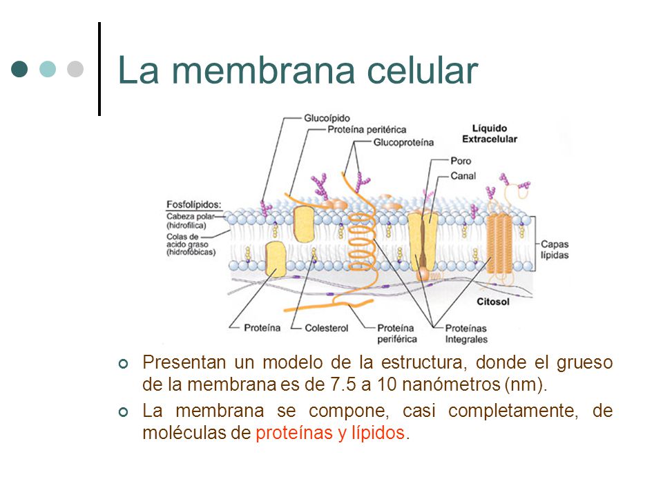 La membrana celular Presentan un modelo de la estructura, donde el grueso de la membrana es de 7.5 a 10 nanómetros (nm).