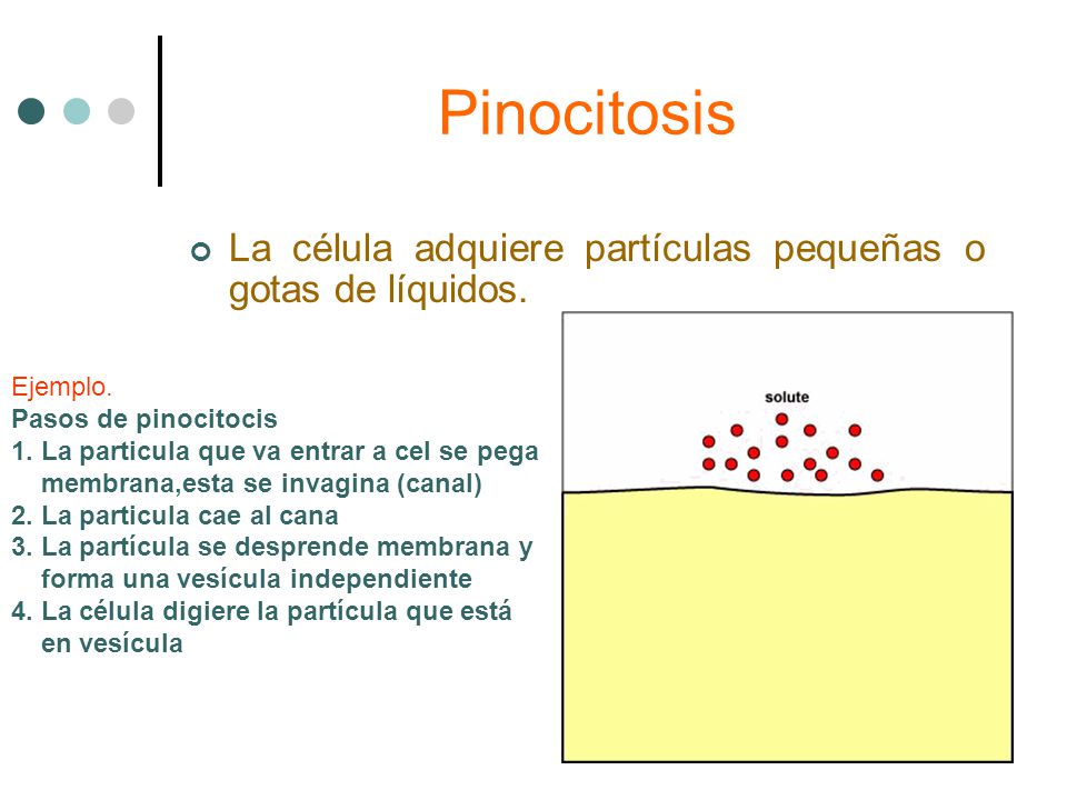 Pinocitosis La célula adquiere partículas pequeñas o gotas de líquidos. Ejemplo. Pasos de pinocitocis.