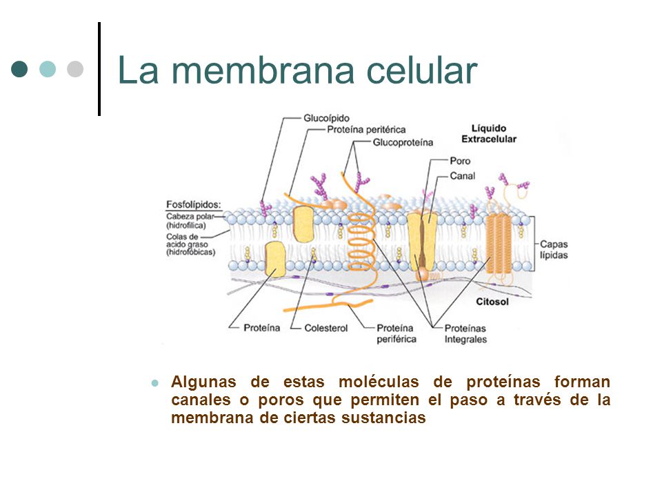 La membrana celular Algunas de estas moléculas de proteínas forman canales o poros que permiten el paso a través de la membrana de ciertas sustancias.