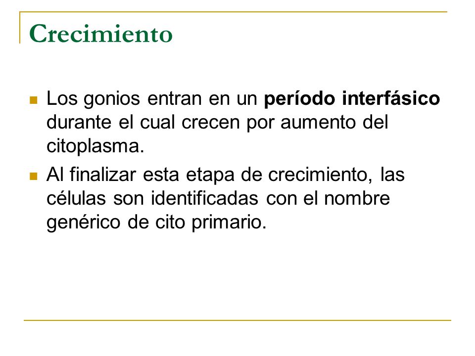 Crecimiento Los gonios entran en un período interfásico durante el cual crecen por aumento del citoplasma.