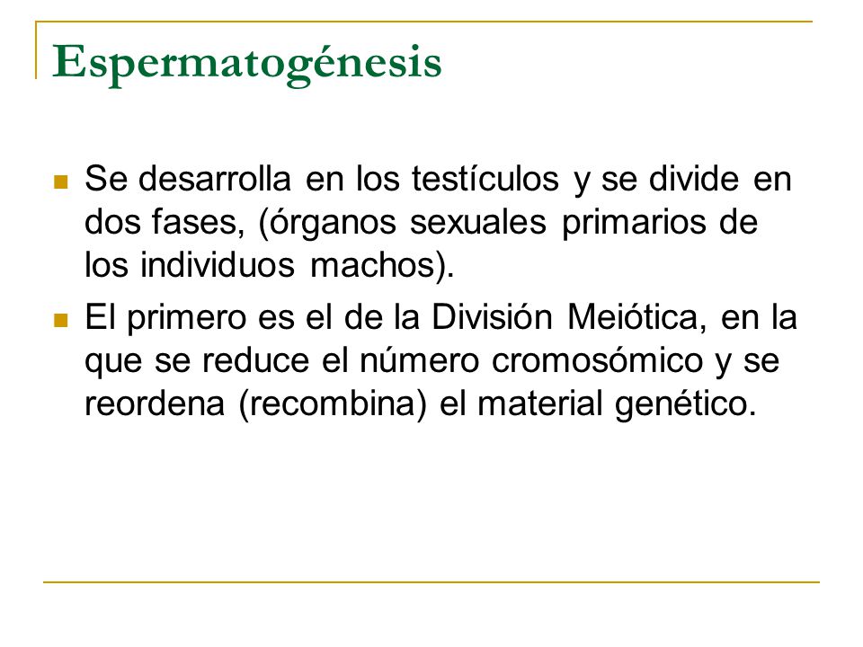 Espermatogénesis Se desarrolla en los testículos y se divide en dos fases, (órganos sexuales primarios de los individuos machos).