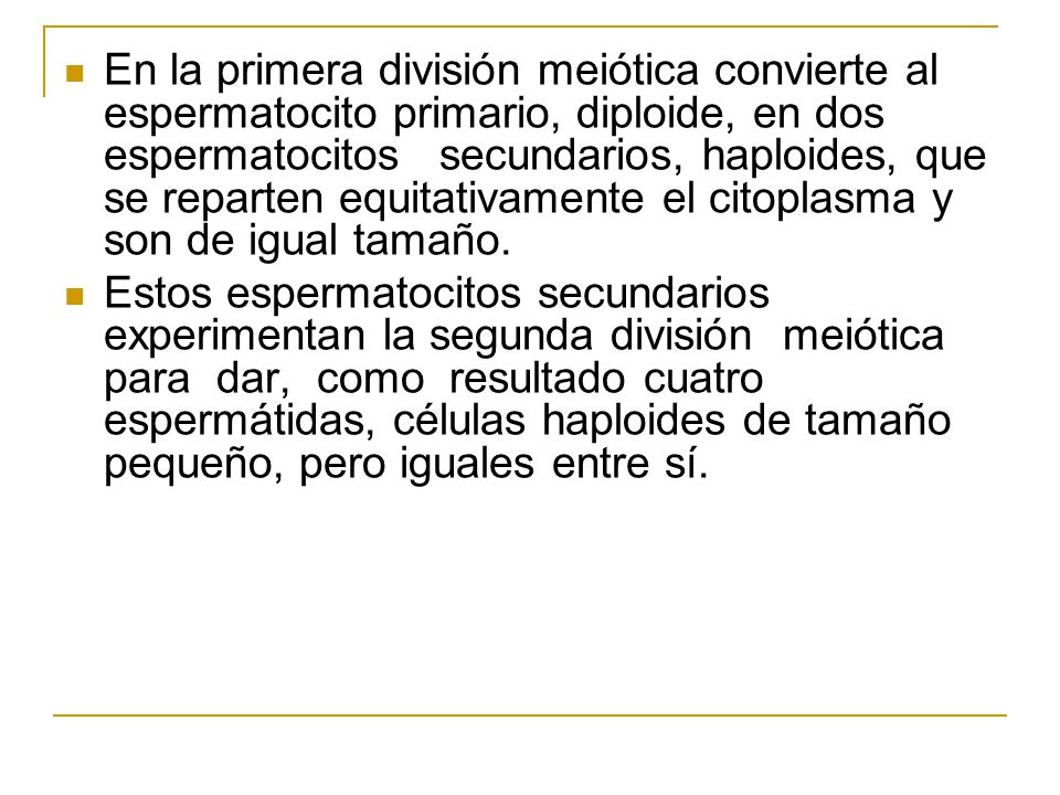 En la primera división meiótica convierte al espermatocito primario, diploide, en dos espermatocitos secundarios, haploides, que se reparten equitativamente el citoplasma y son de igual tamaño.