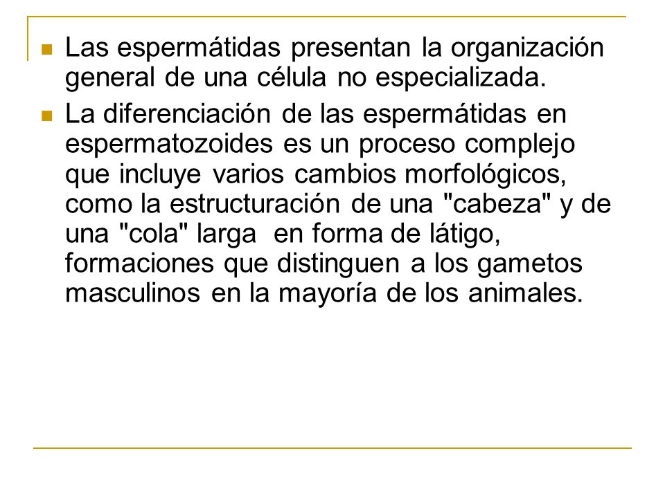 Las espermátidas presentan la organización general de una célula no especializada.
