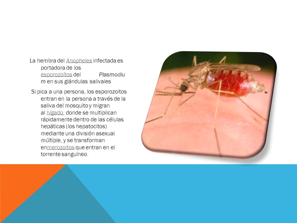 La hembra del Anopheles infectada es portadora de los esporozoítos del Plasmodiu m en sus glándulas salivales Si pica a una persona, los esporozoitos entran en la persona a través de la saliva del mosquito y migran al hígado, donde se multiplican rápidamente dentro de las células hepáticas (los hepatocitos) mediante una división asexual múltiple, y se transforman enmerozoitos que entran en el torrente sanguíneo.