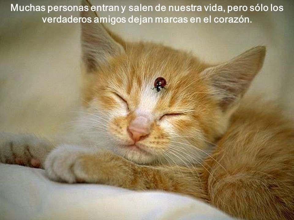 Muchas personas entran y salen de nuestra vida, pero sólo los verdaderos amigos dejan marcas en el corazón.