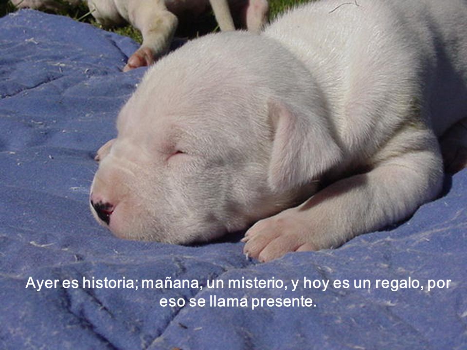Ayer es historia; mañana, un misterio, y hoy es un regalo, por eso se llama presente.