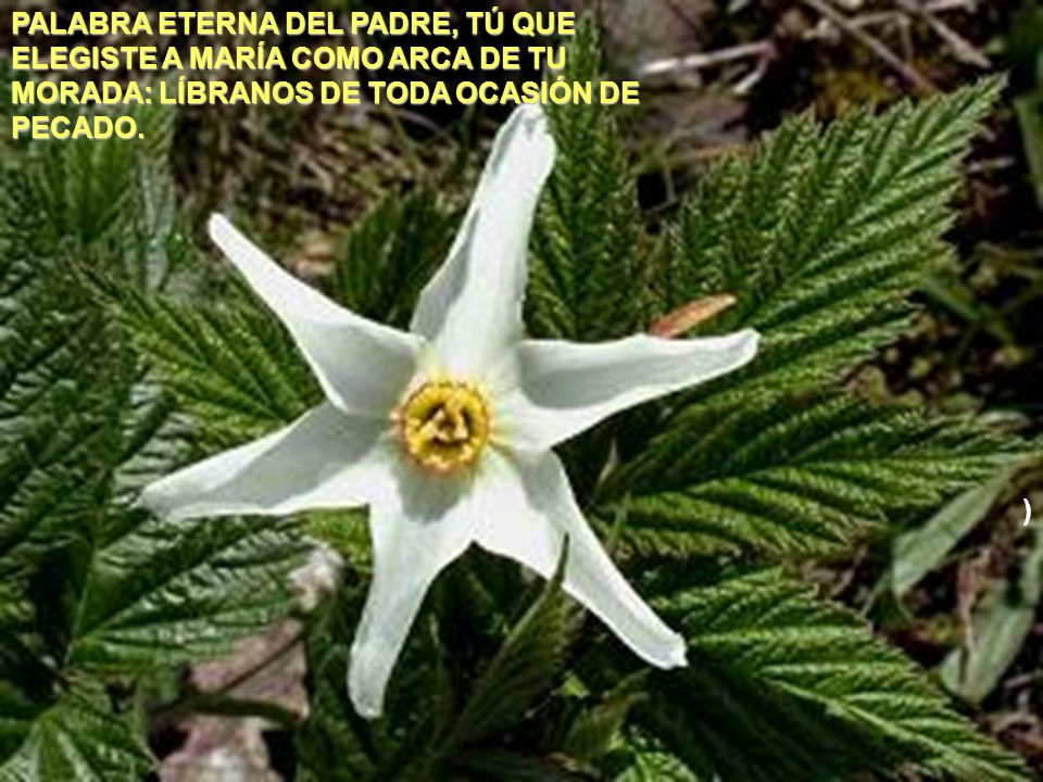 PALABRA ETERNA DEL PADRE, TÚ QUE ELEGISTE A MARÍA COMO ARCA DE TU MORADA: LÍBRANOS DE TODA OCASIÓN DE PECADO.
